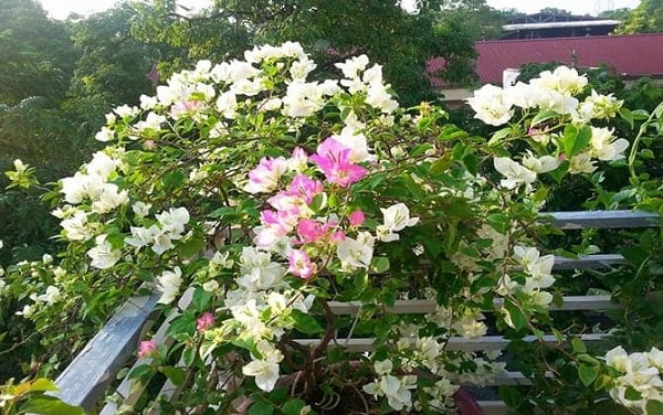 Với sân thượng có mái vòm, chọn cây thân leo sẽ tạo cảnh quan đẹp, lãng mạn