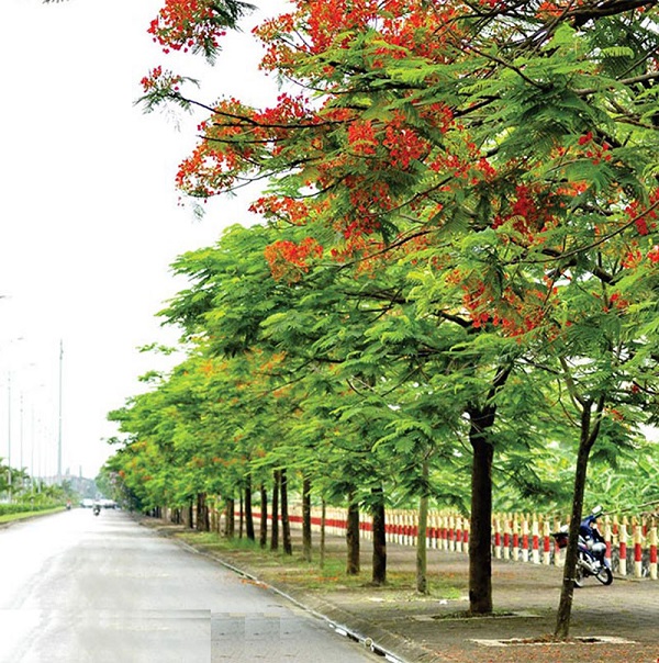 Phượng vĩ là một trong những loại cây đô thị dễ bắt gặp trên đường đi