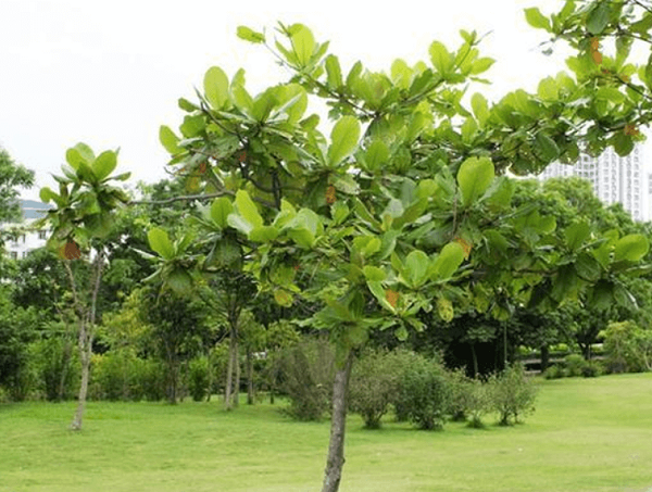 Nói đến cây đô thị được trồng phổ biến hiện nay thì không thể kể thiếu cây bàng