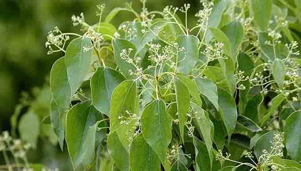 Cây long não được xem như một loại thuốc đuổi chuột tự nhiên, hiệu quả