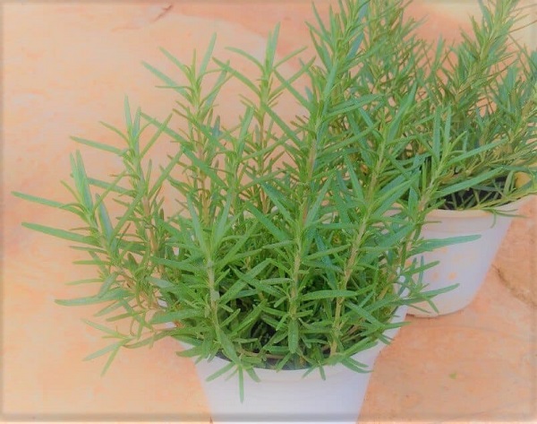 Cây hương thảo đuổi gián hiện tại được ứng dụng phổ biến