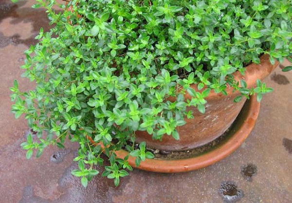 Loại cỏ này vừa có thể trồng làm cảnh, vừa có tác dụng trong việc đuổi kiến