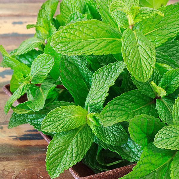 Bạc hà từ lâu đã được sử dụng như một loại chất đuổi kiến tự nhiên