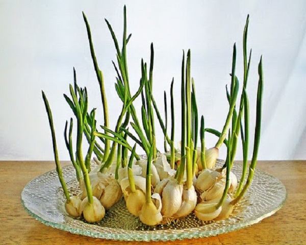 Các loại cây như tỏi, hành lá, hành tây cũng có thể được dùng để đuổi kiến