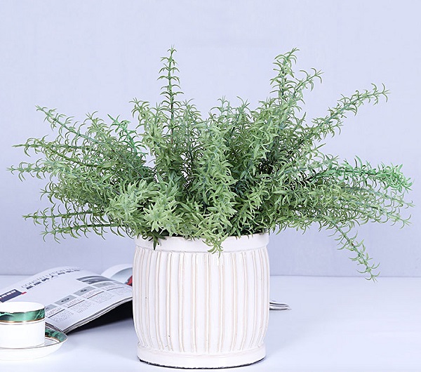 Trồng cây hương thảo cũng có thể giúp bạn đuổi ruồi trong nhà