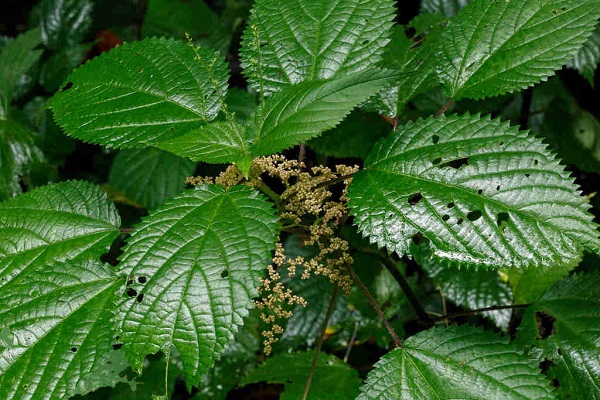 Cây lá han chỉ cần tiếp xúc với làn da của bạn sẽ gây hiện tượng ngứa ngáy khó chịu