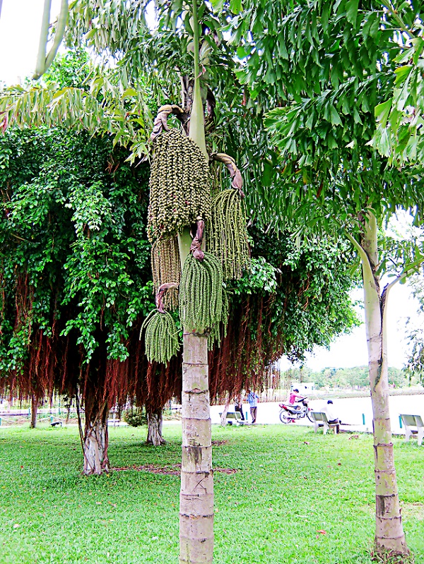 Chỉ cần hái quả của cây đủng đỉnh thì bạn sẽ bị ngứa