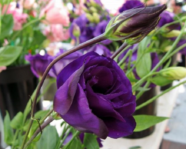 Hoa cát tường tím tượng trưng cho tình yêu