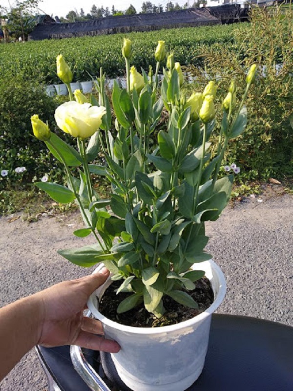 Hoa cát tường được xếp vào một trong những loại hoa nở ngắn ngày đẹp