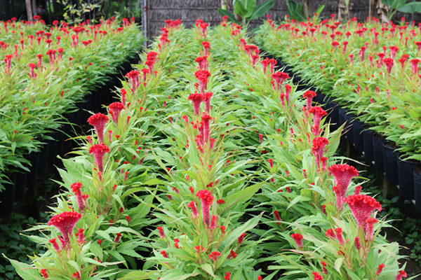 Hoa mào gà là hoa ngắn ngày không yêu cầu cao về điều kiện chăm sóc