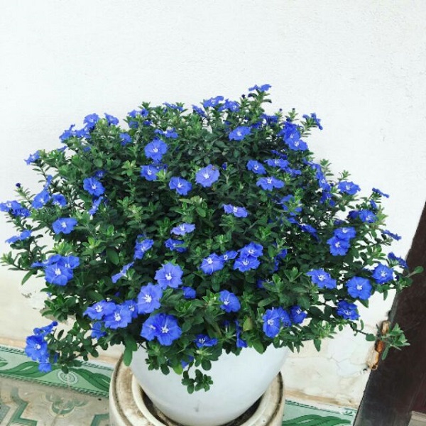 Hoa thanh tú là loại hoa ngắn ngày dễ trồng và thời gian sinh trưởng nhanh