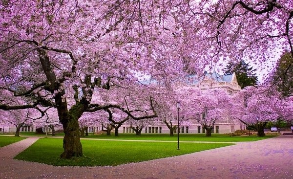 oa anh đào Nhật bản có vẻ đẹp lãng mạn, quyến rũ