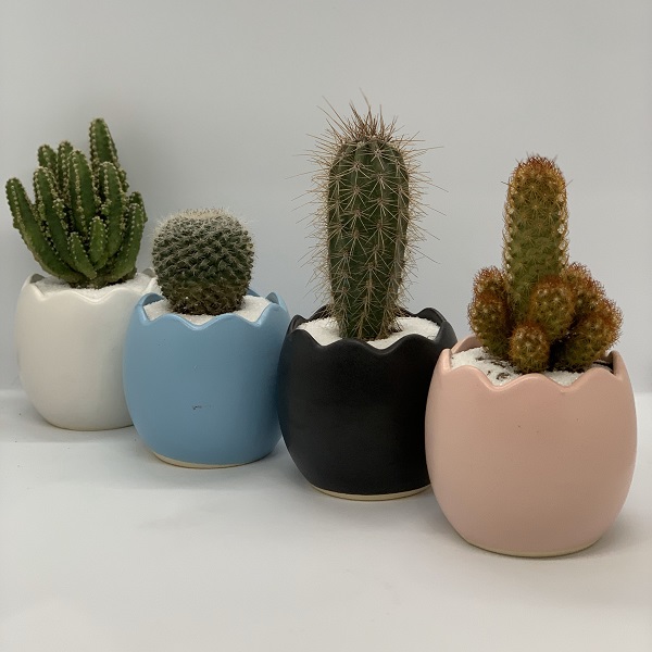 Xương rồng cũng là loại cây phong thuỷ rất hợp với người mệnh Thổ