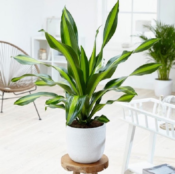 Thiết mộc lan kiểng cũng là loại cây phù hợp với người mệnh Thổ