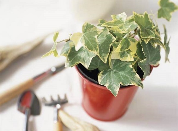 Cây thường xuân được dùng như một máy lọc không khí tự nhiên