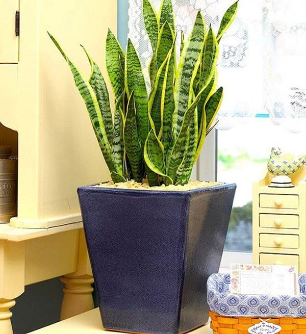 Cây lưỡi hổ cũng được đánh giá rất cao về khả năng hút khí độc