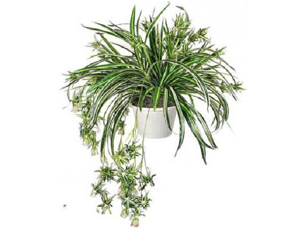 Trang trí cây mẫu tử trong nhà là cách hiệu quả để hút độc tố trong không khí