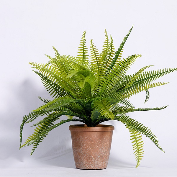 Cây dương xỉ có khả năng hút khí độc trong không khí rất tốt