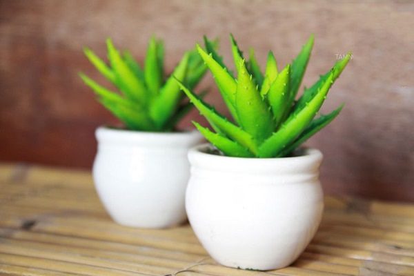 Cây lô hội thích hợp đặt ở phòng làm việc để loại bỏ tia bức xạ độc hại