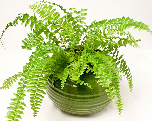 Sử dụng cây dương xỉ là cách để loại bỏ tác hại của sóng wifi