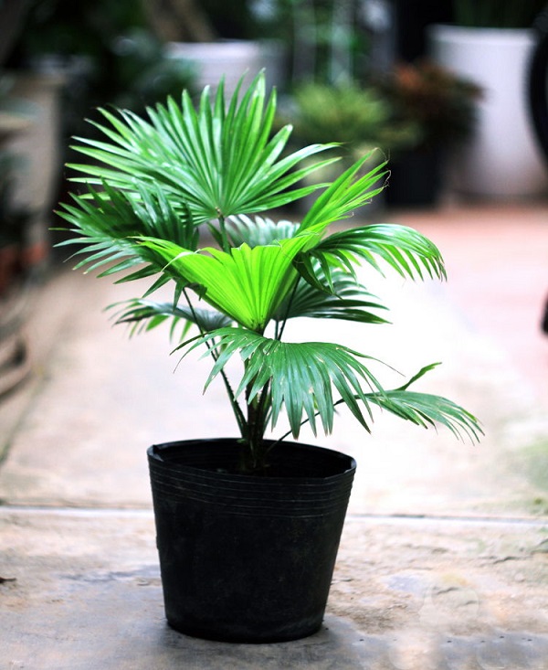 Cây cọ cảnh cũng giúp không khí được trong lành hơn