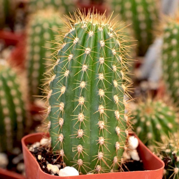 Đặt cây xương rồng ở nơi làm việc sẽ tránh được tác hại do sóng wifi gây ra