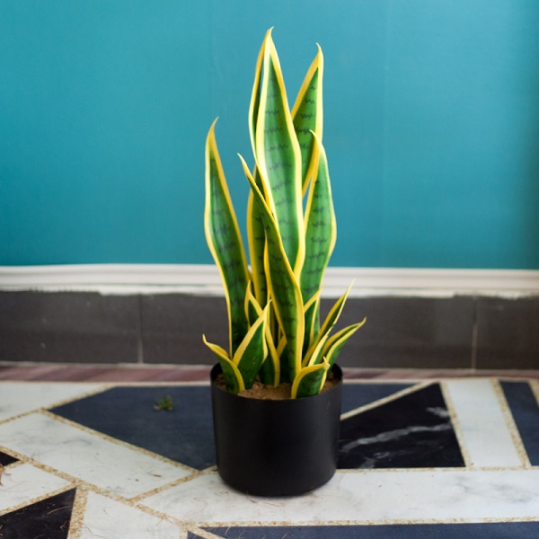 Cây lưỡi hổ vẫn là lựa chọn phổ biến khi nói đến cây hút bức xạ sóng wifi