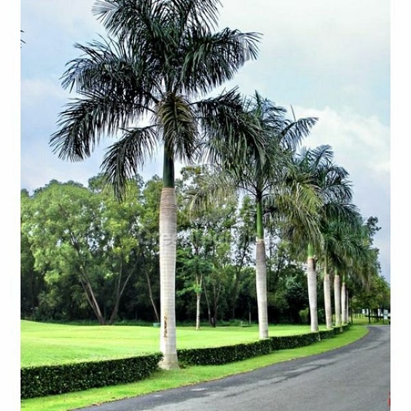 Cây cau đuôi chồn sinh trưởng tốt và rụng lá rất ít