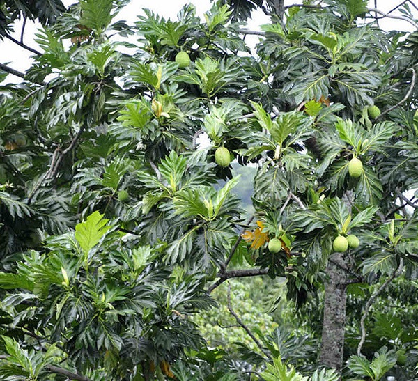 Sake cho bóng mát lớn và ít rụng lá