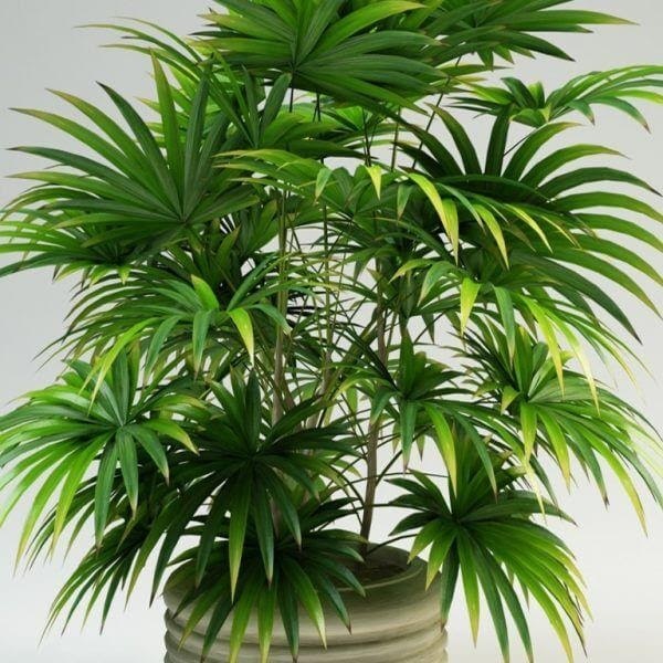 Loại cây này có công dụng tốt trong việc khử mùi hôi của khói thuốc lá