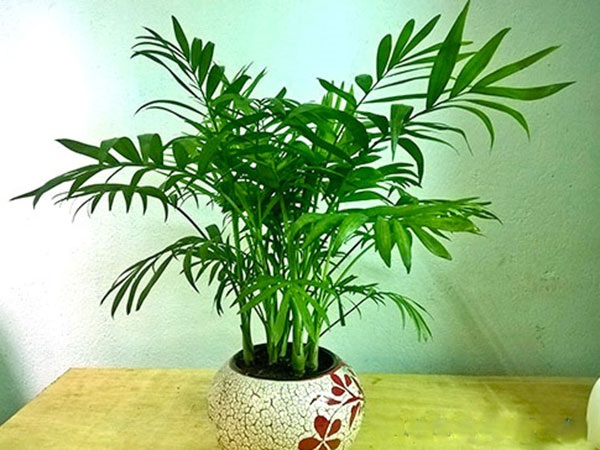 Cây cau lá tre có tác dụng lọc sạch không khí và khử mùi thuốc lá hiệu quả