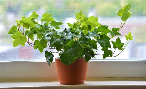 Nói đến những loại cây có khả năng khử mùi thuốc lá thì không thể bỏ qua cây thường xuân 