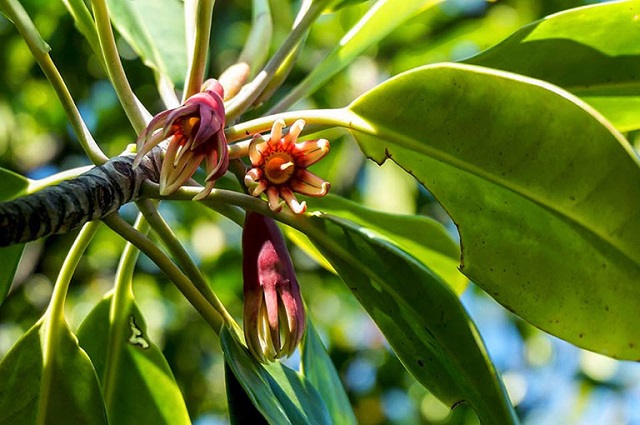 Cây có khả năng “sinh con” bằng cách nuôi dưỡng cây con ngay trên thân của cây mẹ