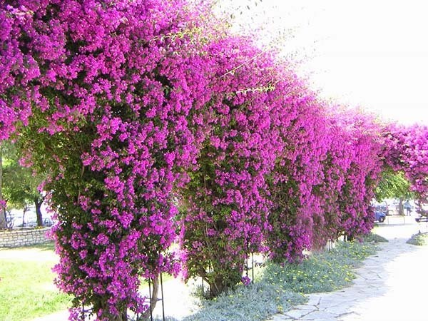 Nói đến cây leo hàng rào đẹp thì cái tên Hoa giấy vẫn luôn được nhắc đến khá nhiều