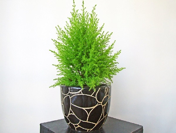 Cây tùng thơm đặt ở bàn làm việc vừa mang ý nghĩa phong thủy vừa làm đẹp cảnh quan