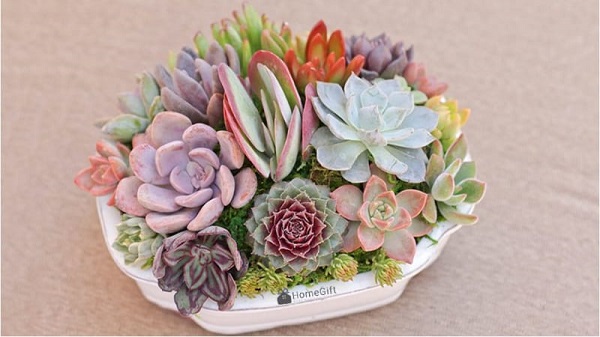 Sen đá là loại cây rất thích hợp để ở bàn làm việc