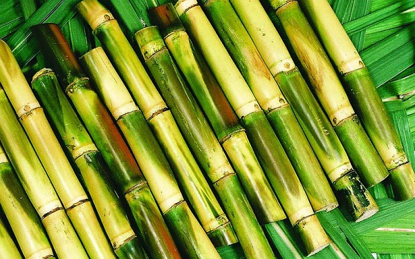 Mí lau tạo độ ngọt mát tự nhiên cho món nước thêm thơm ngon 