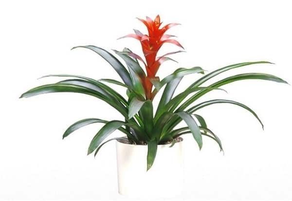 Dứa cảnh trồng trong nhà mang ý nghĩa phong thủy về tài lộc, thịnh vượng