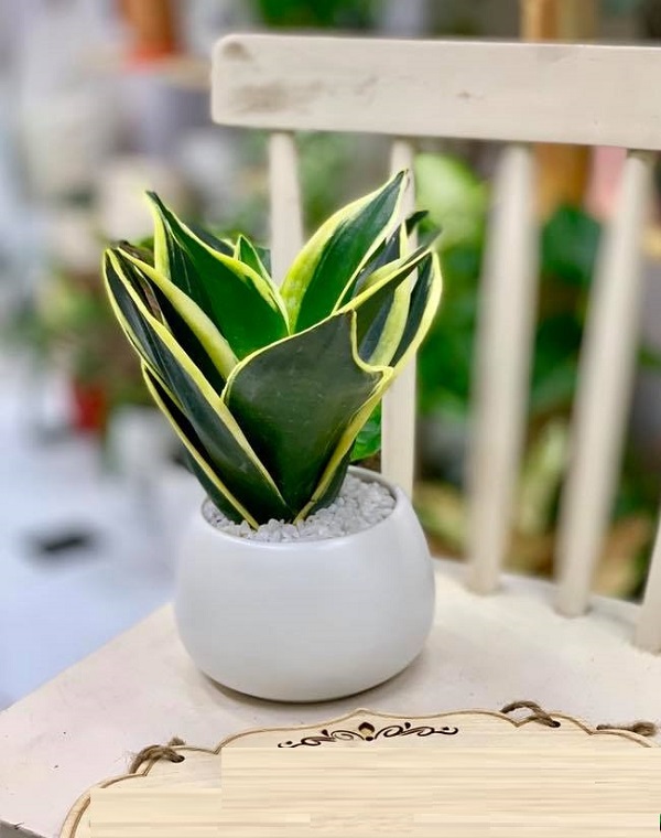Cây lưỡi hổ cũng là loại cây phong thủy thích hợp trồng trong nhà