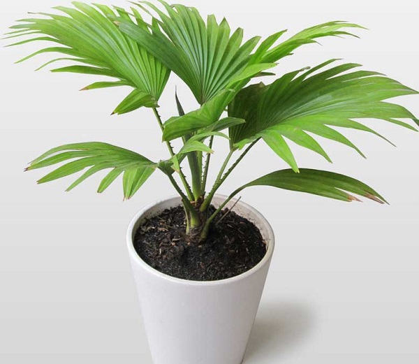 Nói đến những loại cây cảnh phong thủy trồng trong nhà thì không thể bỏ qua cây cọ cảnh