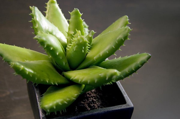 Nha đam là loại cây trồng trong nhà mang đến ý nghĩa phong thủy may mắn, tài lộc