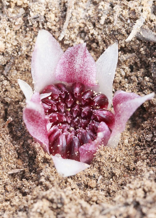 Loại nấm này sống dưới lòng đất và hiện tại đang rất quý hiếm