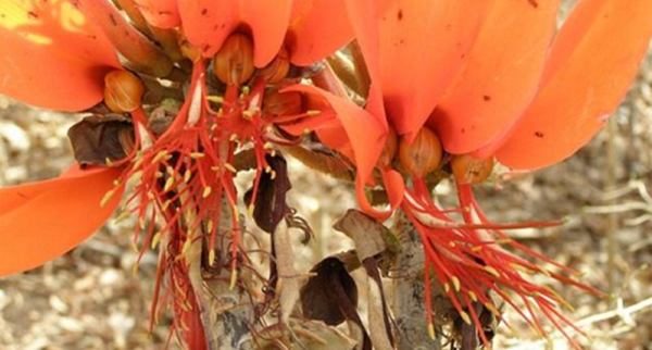 Loài cây này đã từng bị tuyên bố tuyệt chủng cho đến khi tìm được cá thể nhỏ