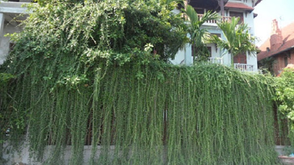 Cây tầm gửi ký sinh trên cúc tần có thể dùng để hỗ trợ điều trị nhiều bệnh