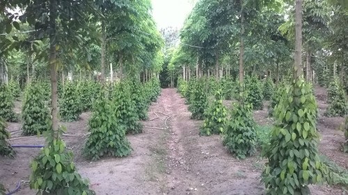 Cây chậm lớn nên cần trồng 2 năm trước khi tiến hành trồng cây tiêu