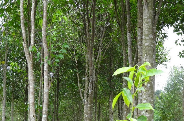 Cây gỗ công nghiệp lâu năm thích hợp sinh trưởng ở đất đồi núi