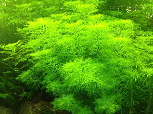 Cây thủy sinh này không cần đất nền và  khí CO2