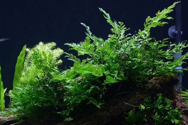 Bạn nên buộc chúng vào các giá thể cứng hoặc những khối đá trang trí trong bể