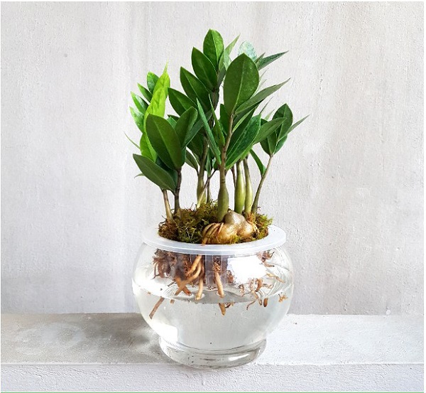 Kim tiền thủy sinh cũng là một trong những loại cây được lựa chọn nhiều