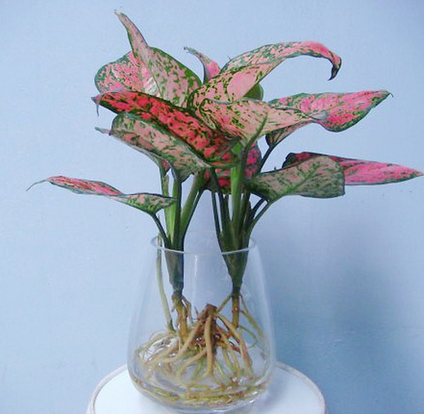 Cây vạn lộc thủy sinh mang đến ý nghĩa phong thủy tốt cho bạn